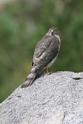 J_2139 Sharp-shinned Hawk.JPG